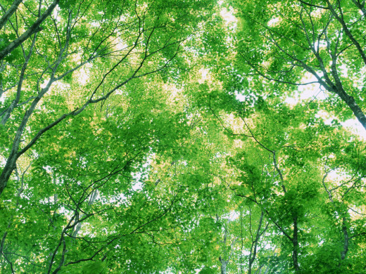 31360 (a): :1600x1200